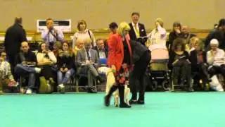 Crufts 2015 - Multi Ch.Non-Stop Justice For All
