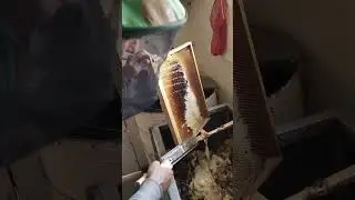 началась откачка мёда