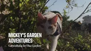 Mickey’s Garden Adventures