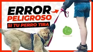 How to WALK a PULLING dog SAFELY✅ l Learn to HOLD the LEASH