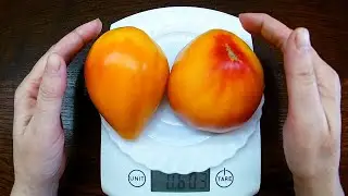 Orange Russian  Томат   Русский оранжевый