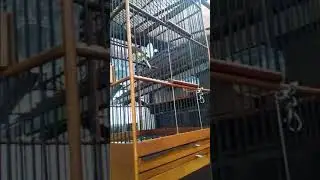 Burung kenari gacor top mantap!!!