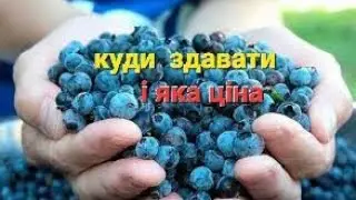 Ціна на ягоду в Фінляндії,  пункт прийом ягід.