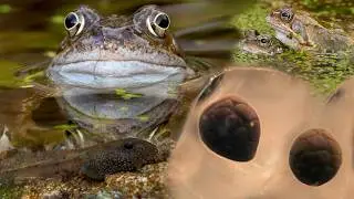 Secret Lives of Frogs in My Garden Pond 🐸| Discover Wildlife | Robert E Fuller