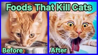 Why Your Cat Should Never Eat 10 Dangerous Foods
