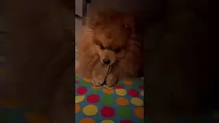марсик кушает