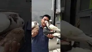 abang ade pada giring #fypシ゚viral  #shortvideo #merpatikolong
