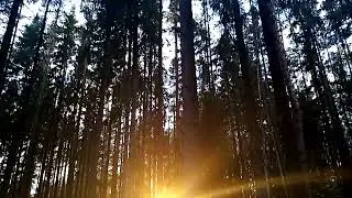 Осеннее солнце в лесу на закате)