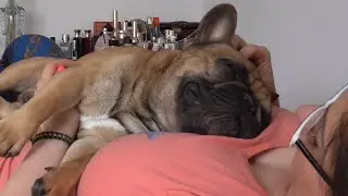 How to calm and put a French Bulldog to sleep 😊