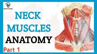 NECK MUSCLES ANATOMY || ORIGIN , INSERTION AND ACTION || NECK MUSCLES PART 1