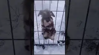 Кобель черный с серебром от 01.08.2023