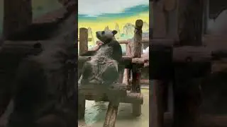ЛюбУйтеСя на МеНя, аБориГенЫ МоСкОвсКиЙ зооПарк🐼👀🔥🤣😍👋👍baBy paNda MOScow zOo🐼👀🔥🤣😍👋👍