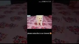 cute Pomeranian puppy vs teddy Bear 🤣 || real fight || #shorts #pomerianpuppy