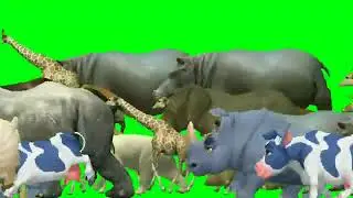 best green screen animal video 