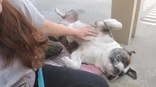 When is it ok to give affection to your dog? l Rooted Dog Training