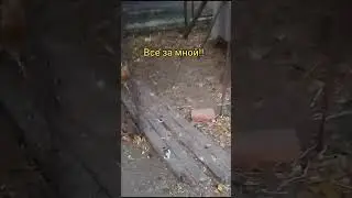 Дрессировка кур!! 