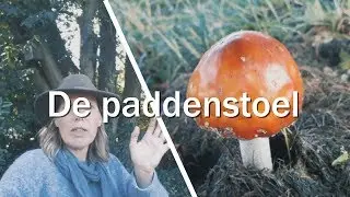 De paddenstoel - Juf in de natuur