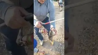 не мучай рыбу #рыба #отпусти