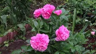 Пион Карнешнл букет (Carnation Bouquet)