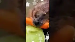 Милый бобер