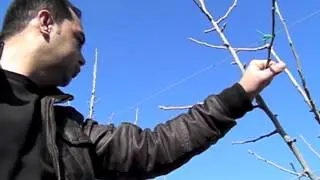 İZNİK - Tam Bodur Elma Budama - 2