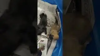CHIHUAHUA APPLE HEAD PUPPYS 2X KIMBO MEXICAN BLOODLINE