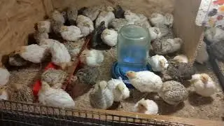 Quail in Moldova Texas and Phoenix in Bruder