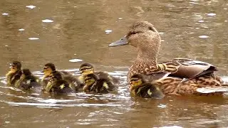 Первые утята кряквы. The first mallard ducklings.