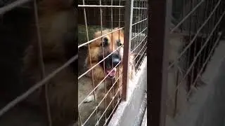 Брэдли