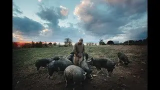 HOST A SCREENING OF     THE LAST PIG - VIDEO!
