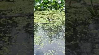 5 minutes of birbs (not very good quality)