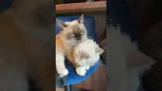 Заботливая мамаша😊Котята Рэгдолл 