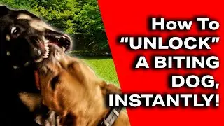 How To Stop A Dog Fight Instantly- 