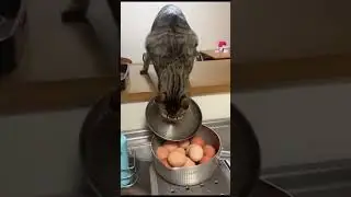 cat gets food