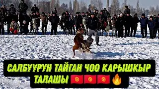Салбуурун Тайган Чоо Карышкыр талашы Талас Манас-району