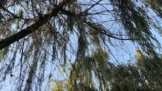 Ferdi Özbeğen - Kurumuş bir dal gibiyim mutlu prens söylüyor