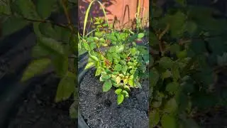 Обработка роз🌹
