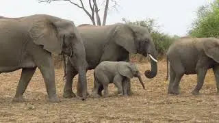 Zambian Wildlife & Nsefu Wildlife's 3 E's