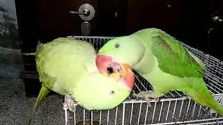 Parrots natural funny sounds  #whistling #parakeet #mitthu