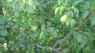 Что делать ,если листья  на Груши чернеют в августе ?