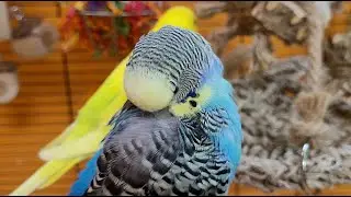 budgie sounds for relaxation