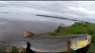 Yellowcheek tears off hooks!!!
