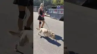 Прямое включение из приюта: девчонки стараются успеть погулять, пока не закрыли рощу