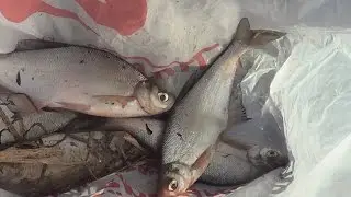 Первая 2-х дневная рыбалка в этом году на реке Волхов