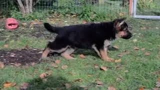 TRENDA, 1,5 мес.