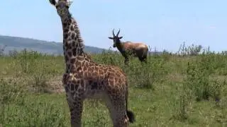 Giraffes and Eland In The Serengeti