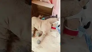 Продолжение на канале
