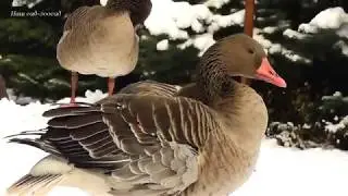Первый снег и дикие серые гуси