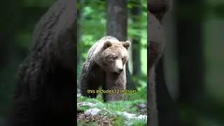 The average bear will have 42 teeth. #facts