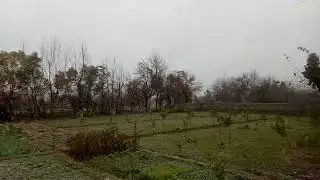 Snowing Orange garden (Kunar Afghanistan)